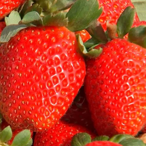 morango-1